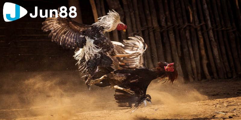 Đá gà trực tiếp c1 - Hướng dẫn chơi chuẩn xác số 1 3 Cách tham gia chuẩn xác nhanh nhất đá gà trực tiếp