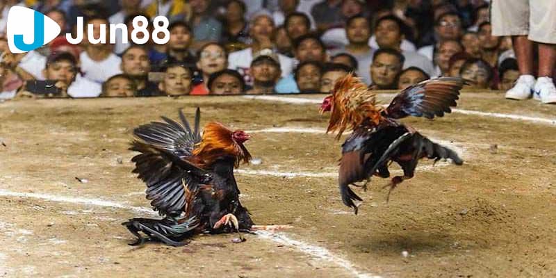 Luật chấp trong đá gà - tìm hiểu để tự tin đặt cược  4 Những yếu tố ảnh hưởng đến luật chấp trong đá gà