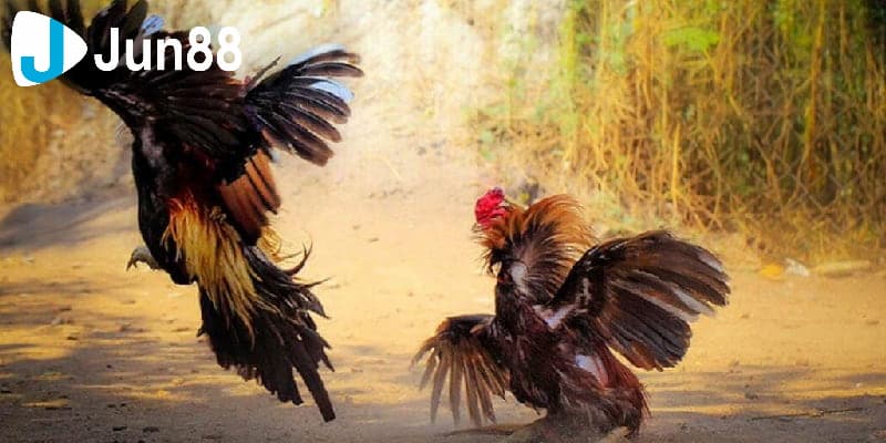 Luật chấp trong đá gà - tìm hiểu để tự tin đặt cược  3 Cách tính toán hiệu quả cho luật chấp trong đá gà
