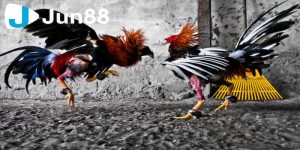 Khám phá thế thuật ngữ trong đá gà với từ ngữ chuyên dụng 2 Thuật ngữ trong cách chọn gà chiến