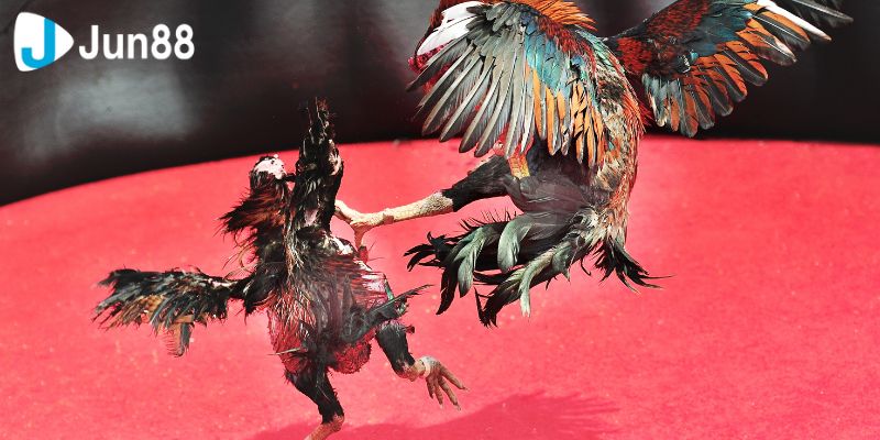 Đá Gà VSS388 Cuộc Đọ Sức Của Những Siêu Chiến Kê 4 Hướng dẫn chi tiết cách giúp bạn tham gia trò chơi