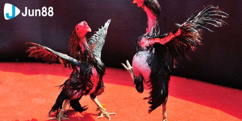 Đá Gà VSS388 Cuộc Đọ Sức Của Những Siêu Chiến Kê 3 Lý do mà bạn nên chơi đá gà