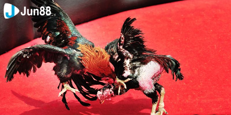 Đá Gà VSS388 Cuộc Đọ Sức Của Những Siêu Chiến Kê 2 Điểm nổi bật của đá gà VSS388