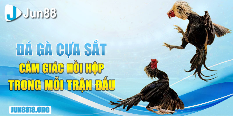Đá Gà Cựa Sắt - Trò Chơi Cá Cược Giải Trí, Đầy Hấp Dẫn 1 da ga cua sat cam giac hoi hop trong moi tran dau