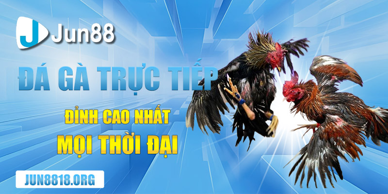 Những Trận Đá Gà Trực Tiếp Đỉnh Cao Nhất Mọi Thời Đại 1 nhung tran da ga truc tiep dinh cao nhat moi thoi dai