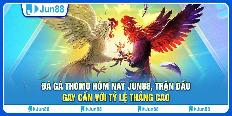 Đá gà Thomo hôm nay Jun88, trận đấu gay cấn với tỷ lệ thắng cao 1 Đá gà Thomo hôm nay Jun88, trận đấu gay cấn với tỷ lệ thắng cao