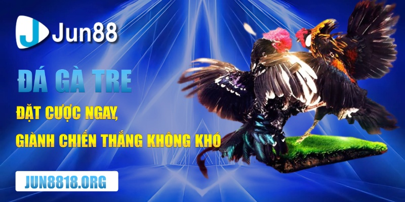 Khám Phá Bí Ẩn Đá Gà Tre Và Tinh Thần Chiến Đấu Bất Khuất 1 da ga tre cuoc chien khong khoan nhuong chien thang tuyet doi
