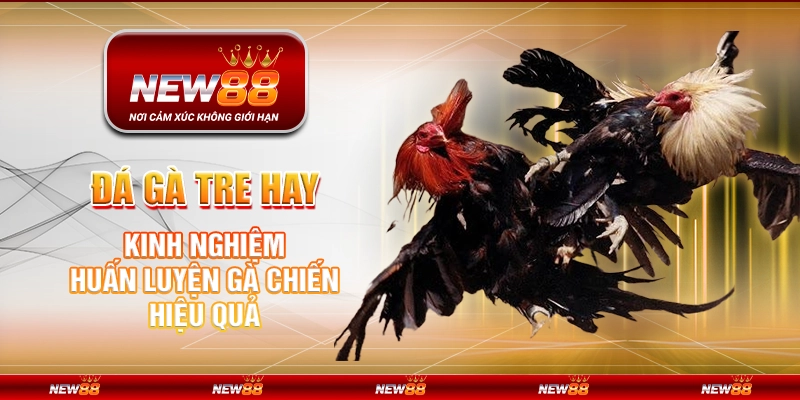 Đá Gà Tre Hay - Kinh Nghiệm Huấn Luyện Gà Chiến Hiệu Quả 1 Đá gà tre hay