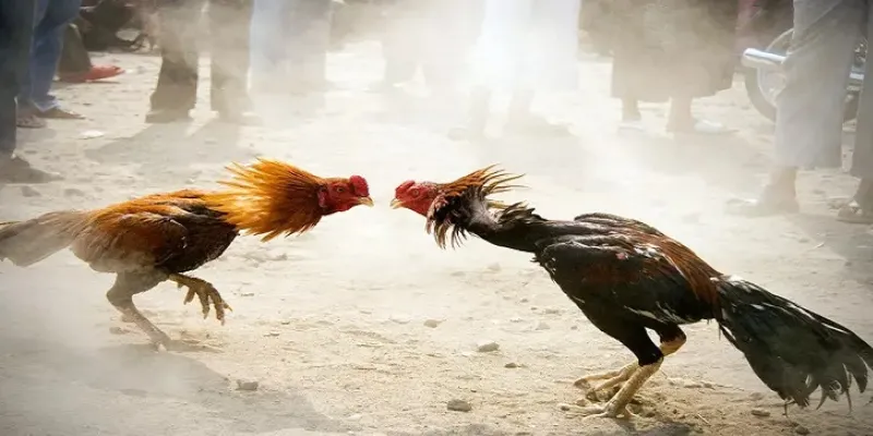 Chia sẻ kinh nghiệm cá cược đá gà hiệu quả